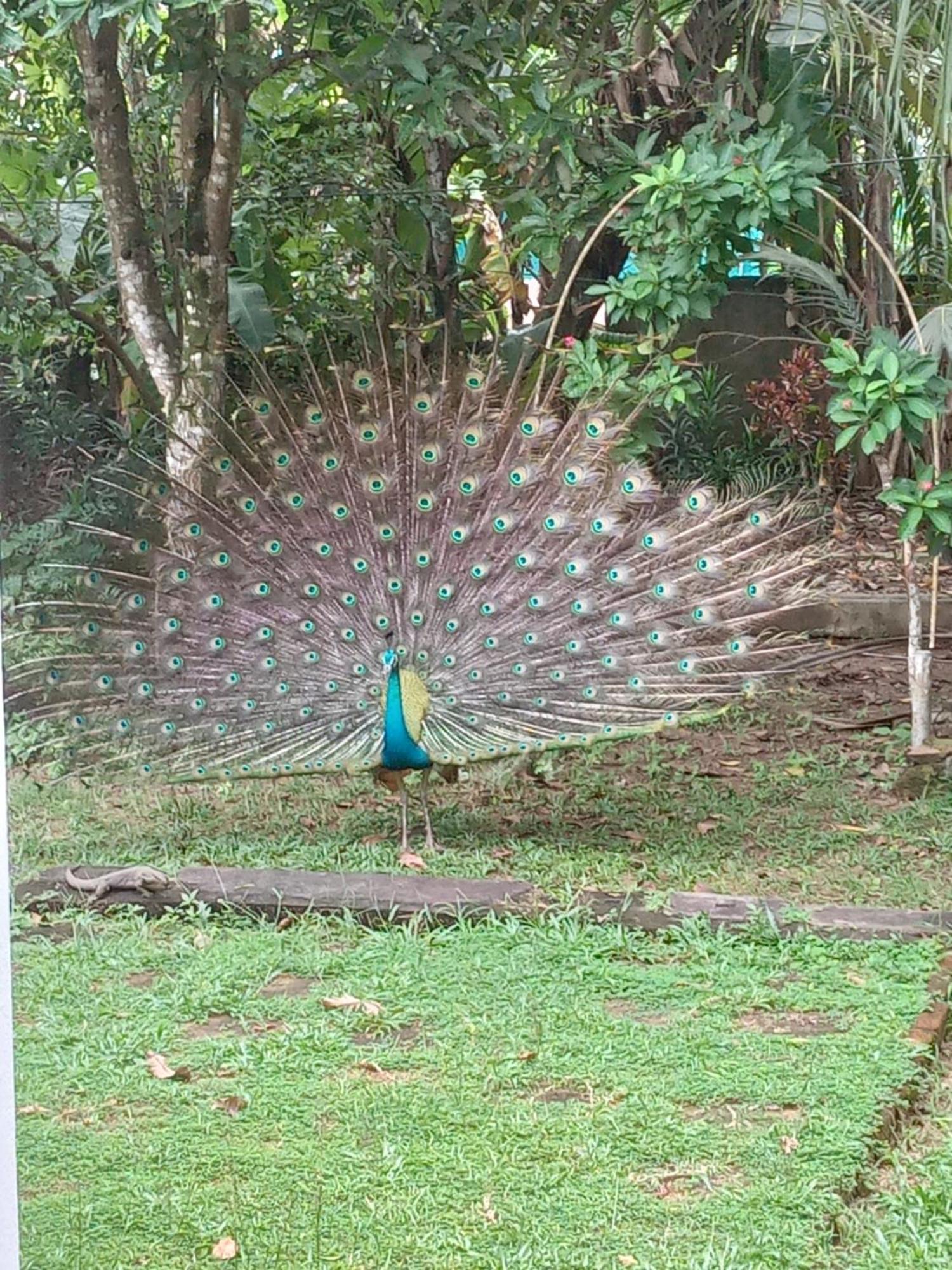 Bird Villa ガル エクステリア 写真